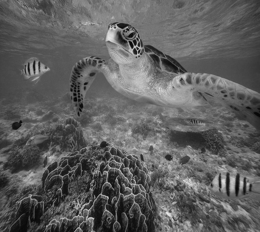 Green Sea Turtle And Reef Fish Photograph by Tim Fitzharris