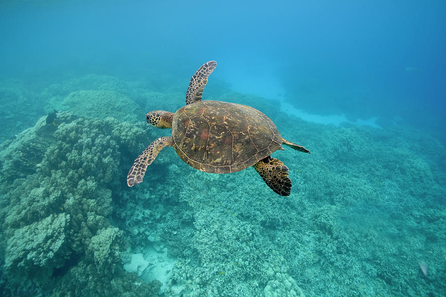 Green Sea Turtle, Big Island, Hawaii Photograph by Paul Souders