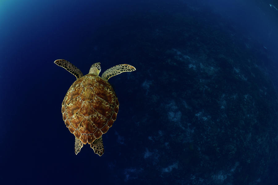 Green Sea Turtle, Bonaire, Caribbean, Netherlands Antilles Photograph ...