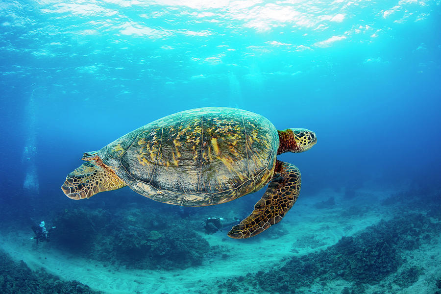 Green Sea Turtle  Chelonia Midas Photograph by Dave Fleetham