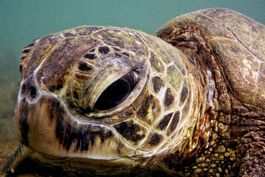 Green Sea Turtle Chelonia Mydas Photograph by Dante Fenolio - Fine Art ...