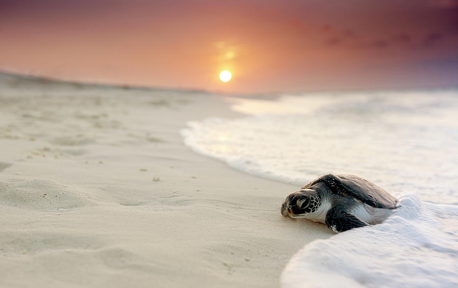 Green Sea Turtle Chelonia Mydas Photograph by Stephen Frink