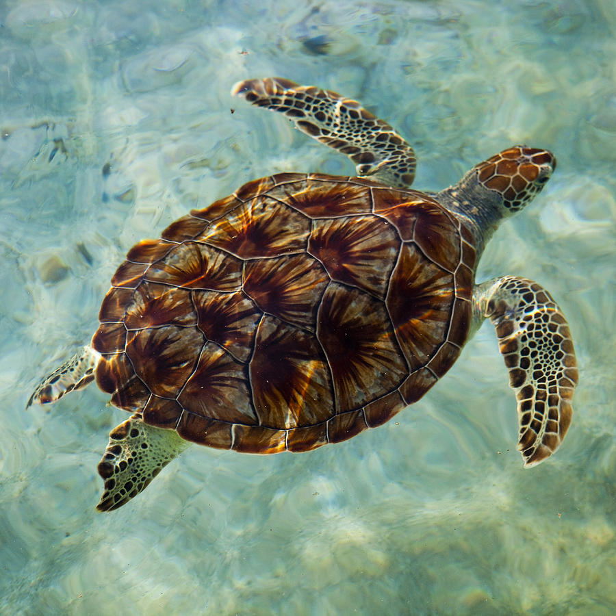 Green Sea Turtle Digital Art by Flavio Vallenari | Fine Art America