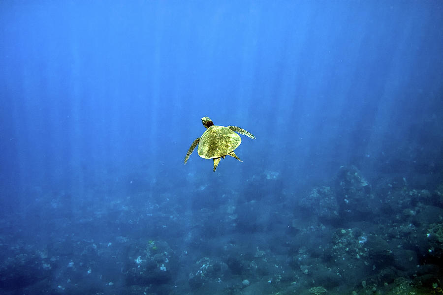 Green Sea Turtle Photograph by Hali Sowle Images