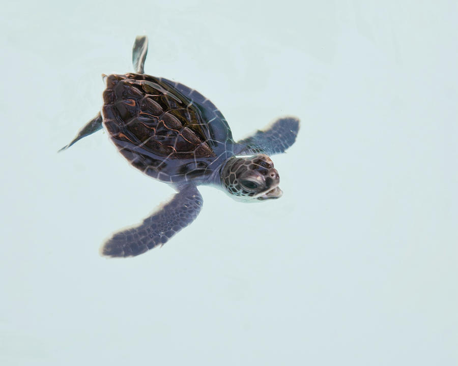 Green Sea Turtle Hatchling Photograph by Trina Loucks