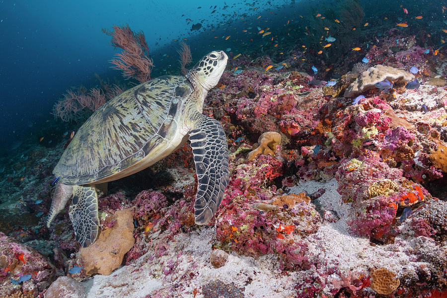 Green Sea Turtle In Maldives Photograph by Tui De Roy