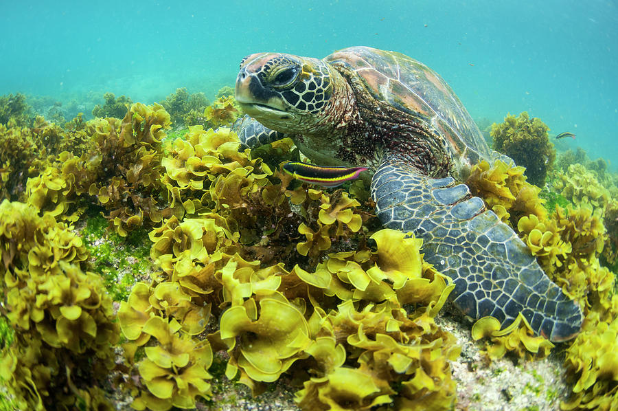 Green Sea Turtle  In Seaweed Photograph by Tui De Roy