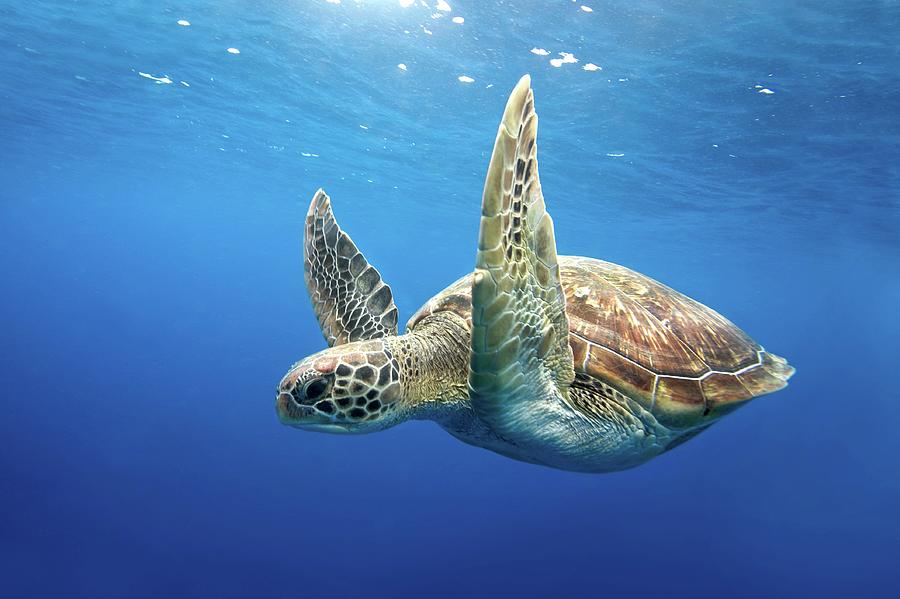 Green Sea Turtle Photograph by James R.d. Scott