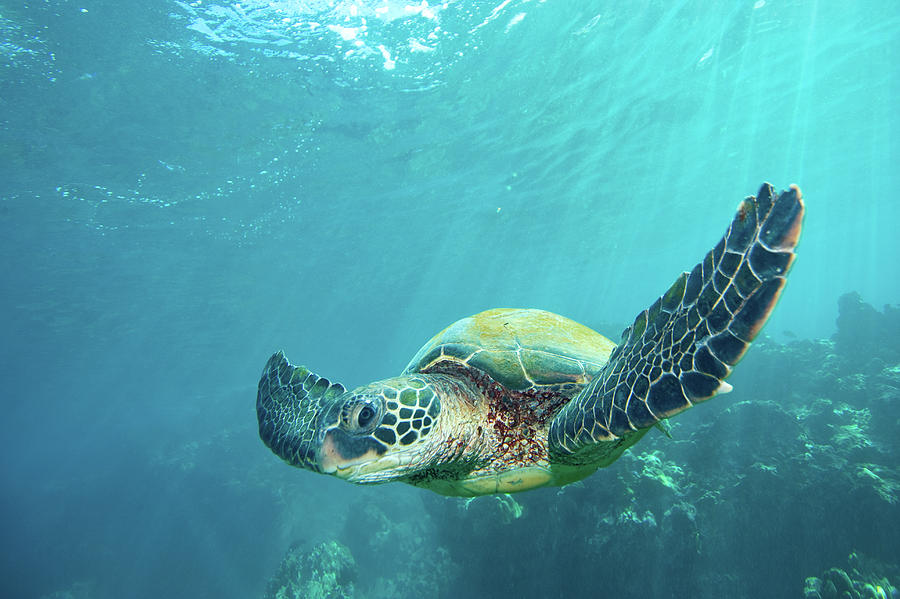 Green Sea Turtle Photograph by M Sweet