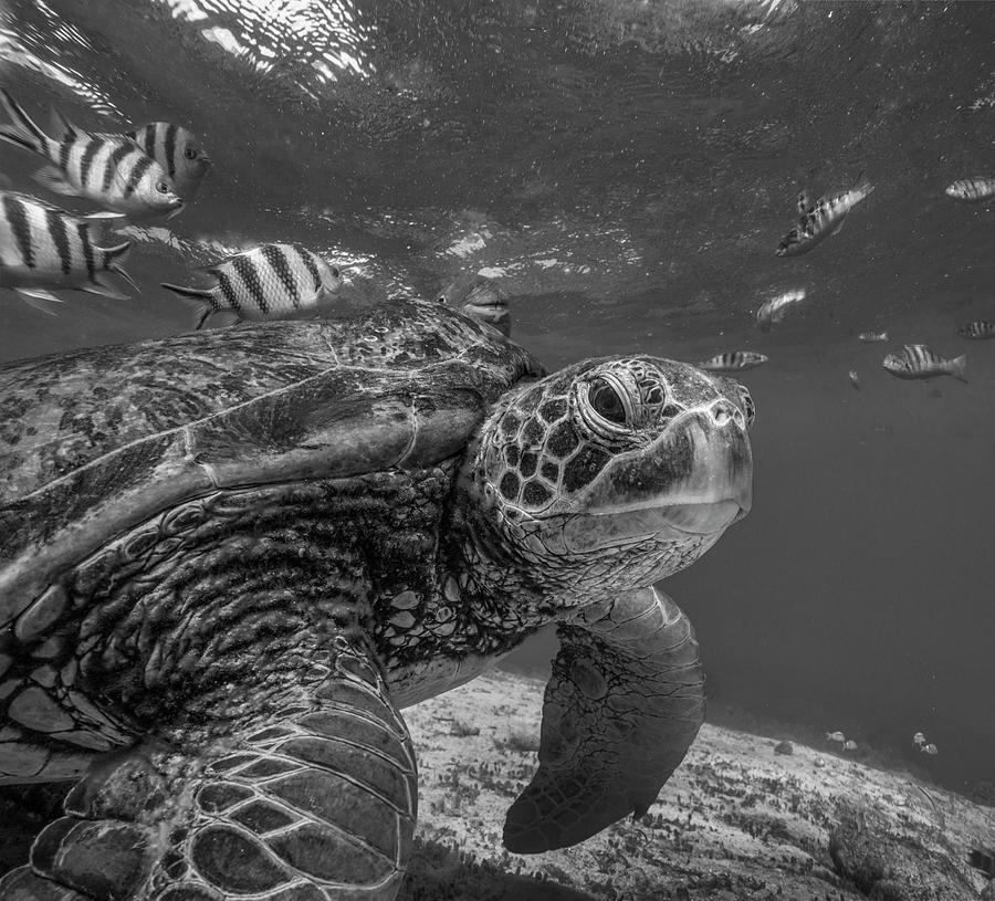 Green Sea Turtle Philippines Photograph by Tim Fitzharris