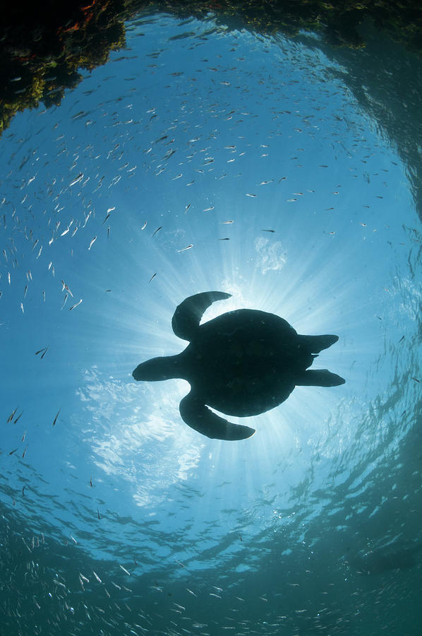 Green Sea Turtle Silhouette Photograph by Tui De Roy