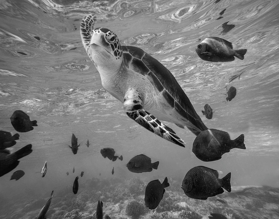 Green Sea Turtle Surfacing Photograph by Tim Fitzharris