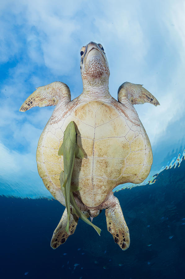 Green Sea Turtle Survivor Photograph by Barathieu Gabriel