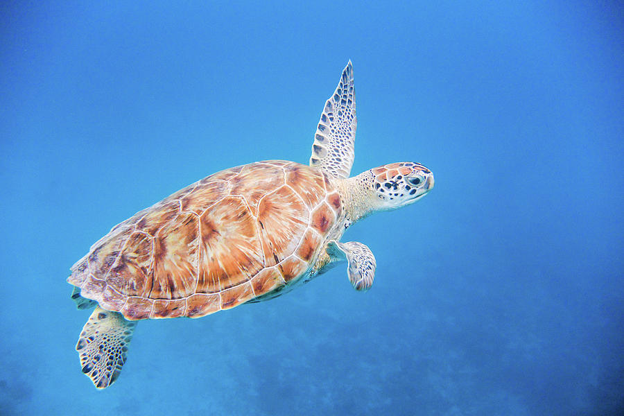 Green Sea Turtle swimming Photograph by Mark Hunter