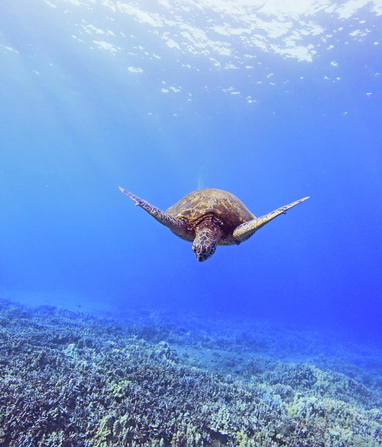 Green Sea Turtle Swims by Chris Stankis