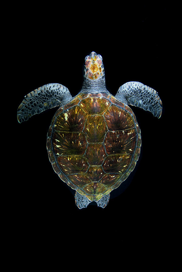 Green Sea Turtle, View From Above. Tenerife, Canary Photograph by Sergio Hanquet / Naturepl.com Green Sea Turtle, View From Above. Tenerife, Canary Photograph by Sergio Hanquet / Naturepl.com