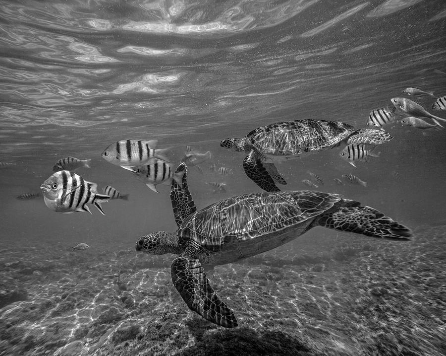 Green Sea Turtles And Butterfly Fish Photograph by Tim Fitzharris