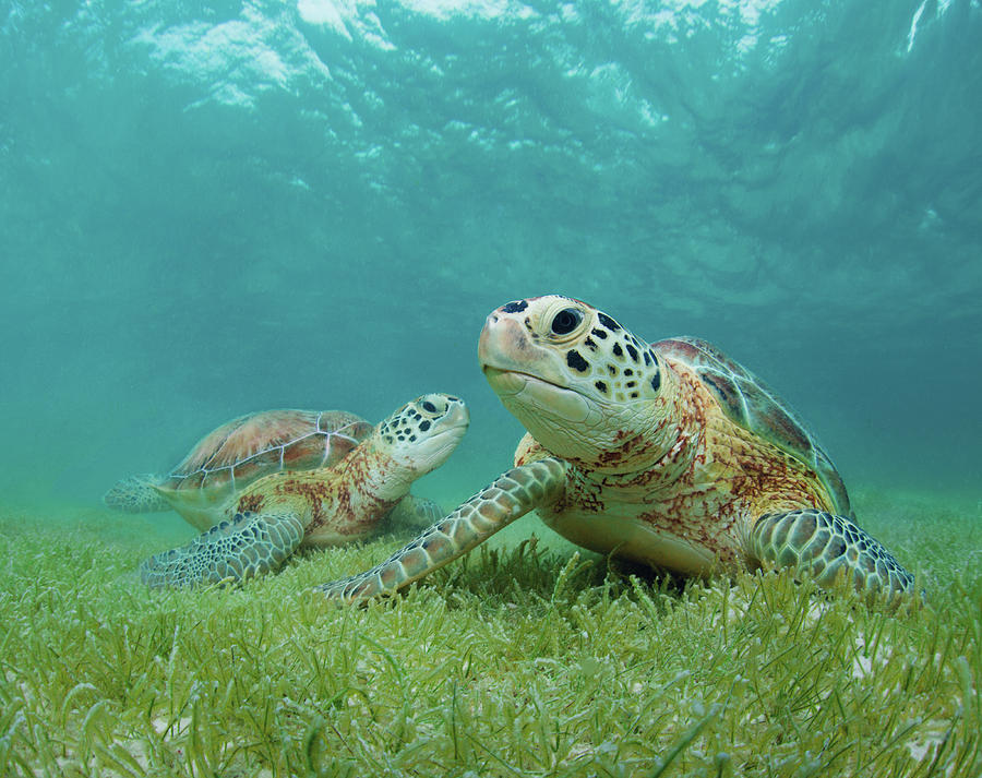 Green Sea Turtles Photograph by M Swiet Productions