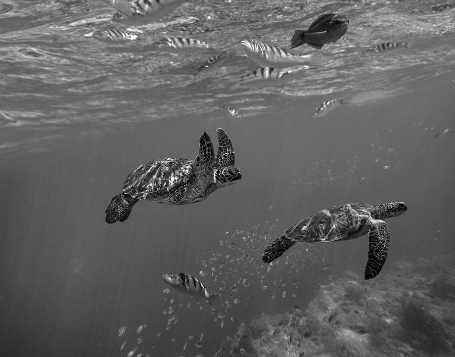 Green Sea Turtles Philippines Photograph by Tim Fitzharris