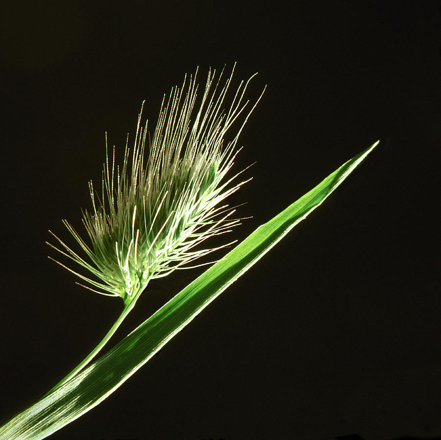 Green Seed Head Of Wild Grass, Close-up Photograph by Diane Miller