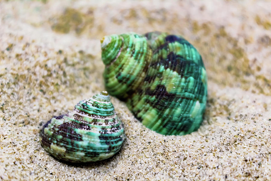 Green Shells Photograph