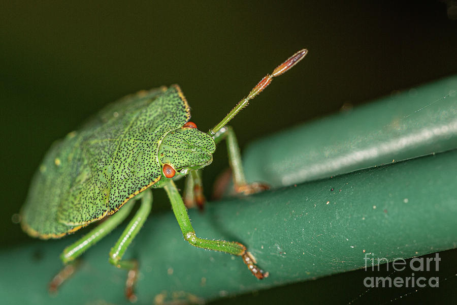 Green Shield Bug Nymph. by Brian Roscorla Green Shield Bug Nymph. by Brian Roscorla