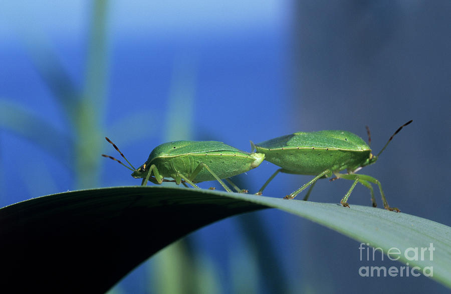 Wildlife Photograph - Green Shield Bugs Mating by Dr. John Brackenbury/science Photo Library