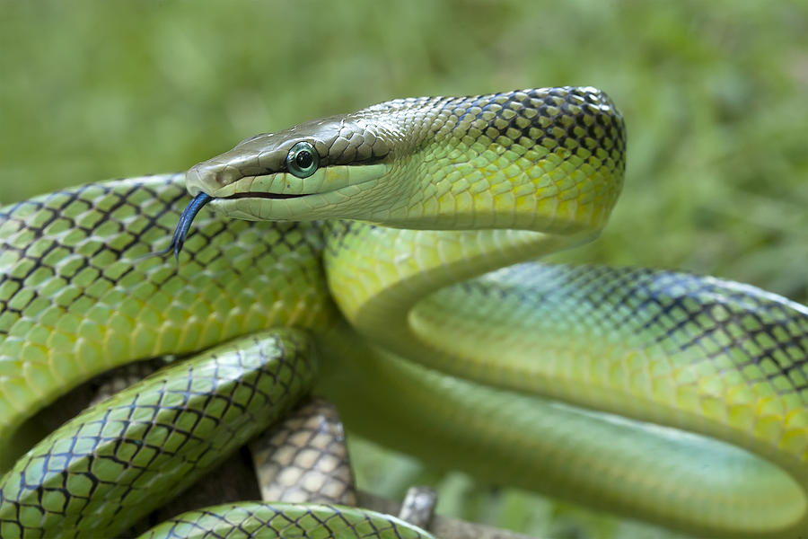 Green Snake Photograph by Abdul Gapur Dayak - Fine Art America