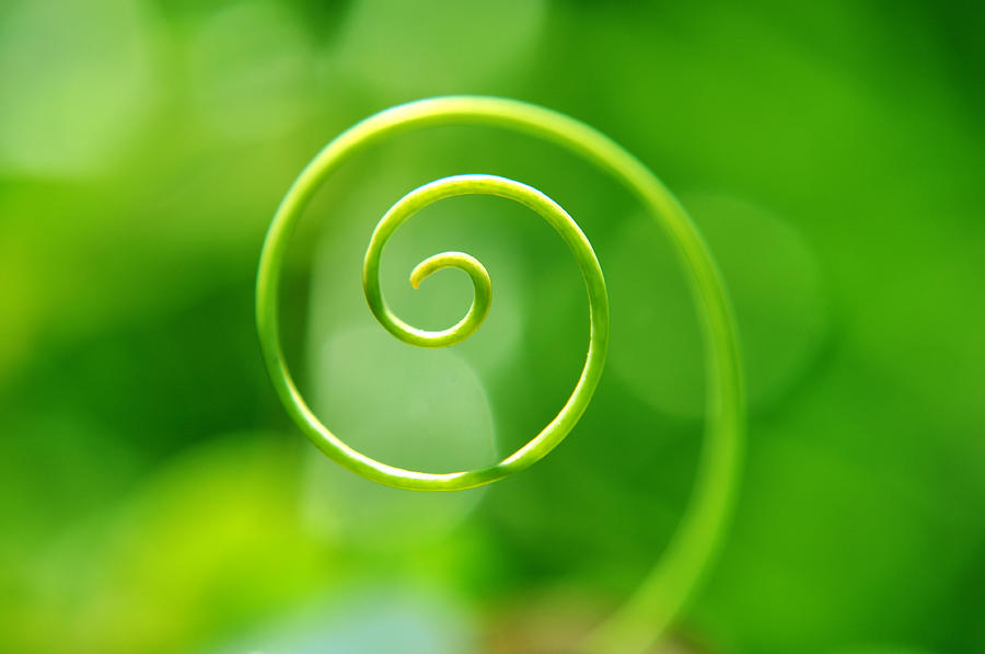 Green Spirals Photograph by By Zhuldyz
