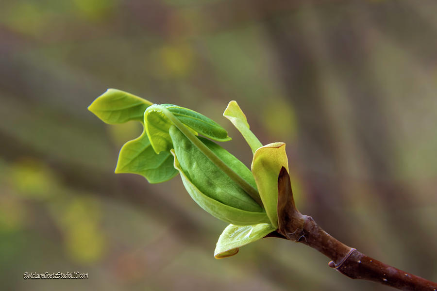 Green Spring Buds Photograph by LeeAnn McLaneGoetz McLaneGoetzStudioLLCcom