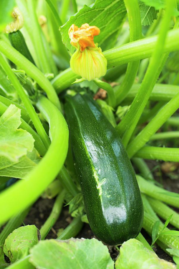 Green Squash Growing On Fence Photograph by Sarka Babicka - Fine Art ...