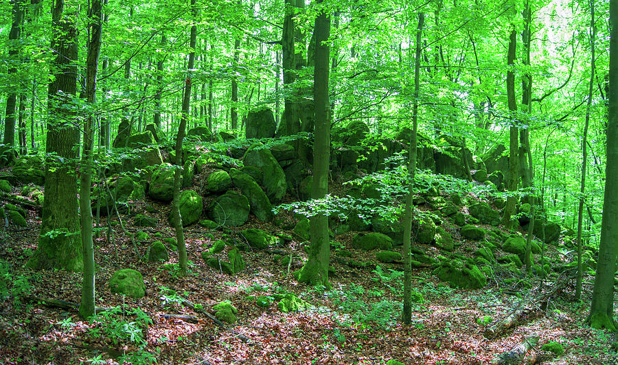 Green stony forest in Vogelsberg Photograph by Sun Travels