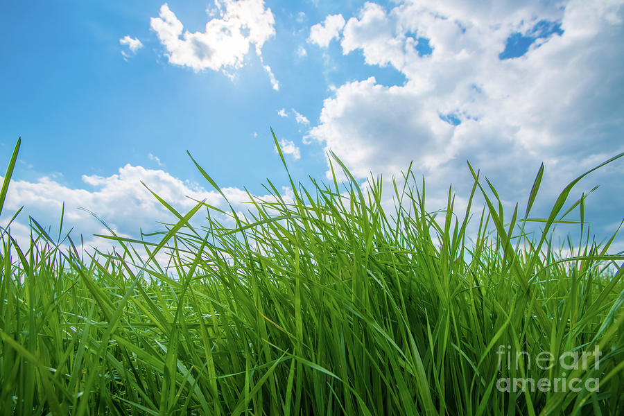 Green Summer Grass Photograph by Wladimir Bulgar/science Photo Library
