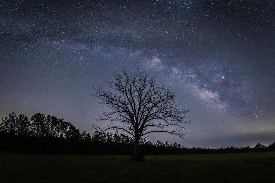 Green Swamp NC Milky Way Photograph by Nick Noble
