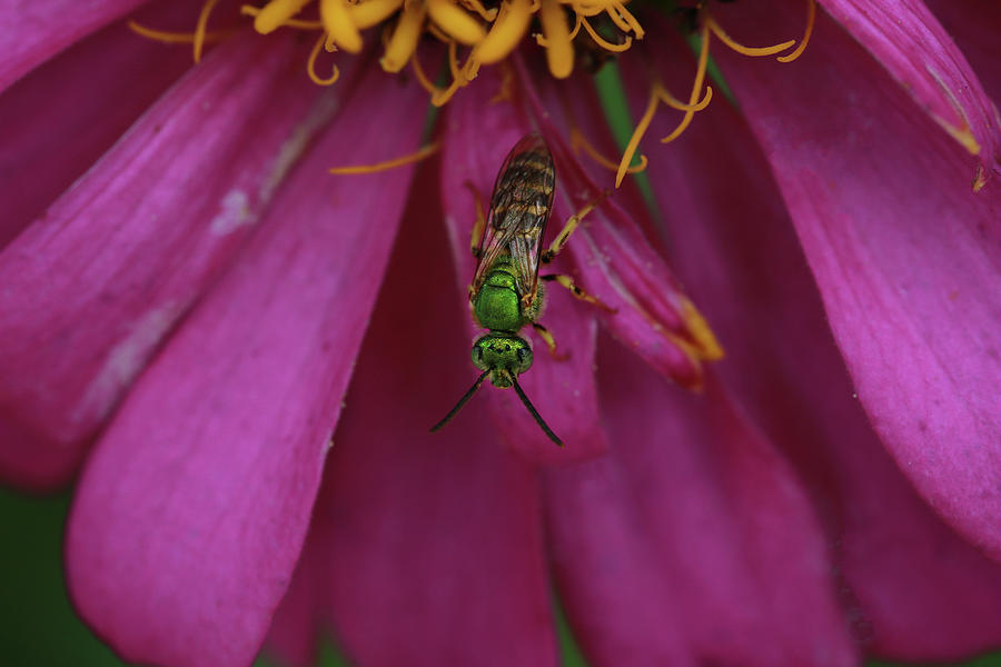 Nature Photograph - Green Sweat Bee by Stamp City