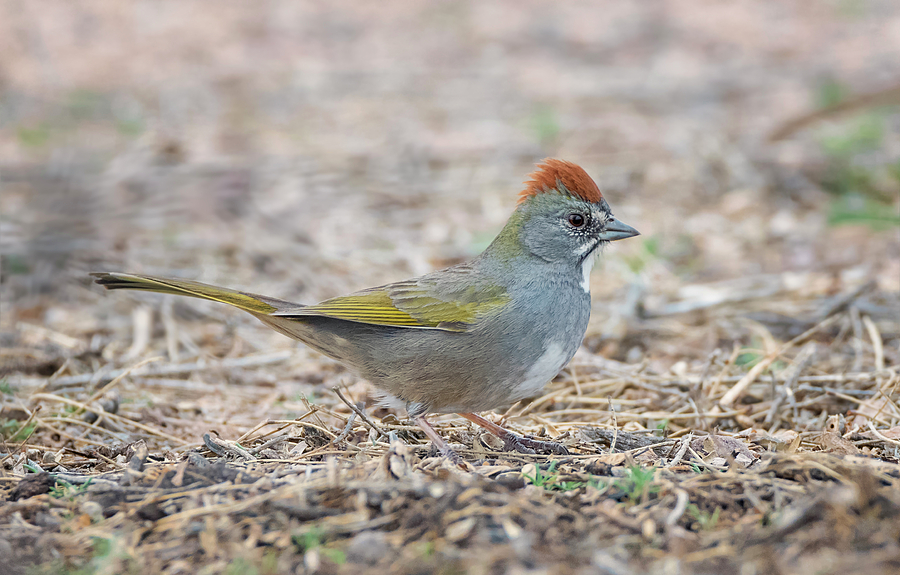 Green Tailed Towhee Photograph by Loree Johnson