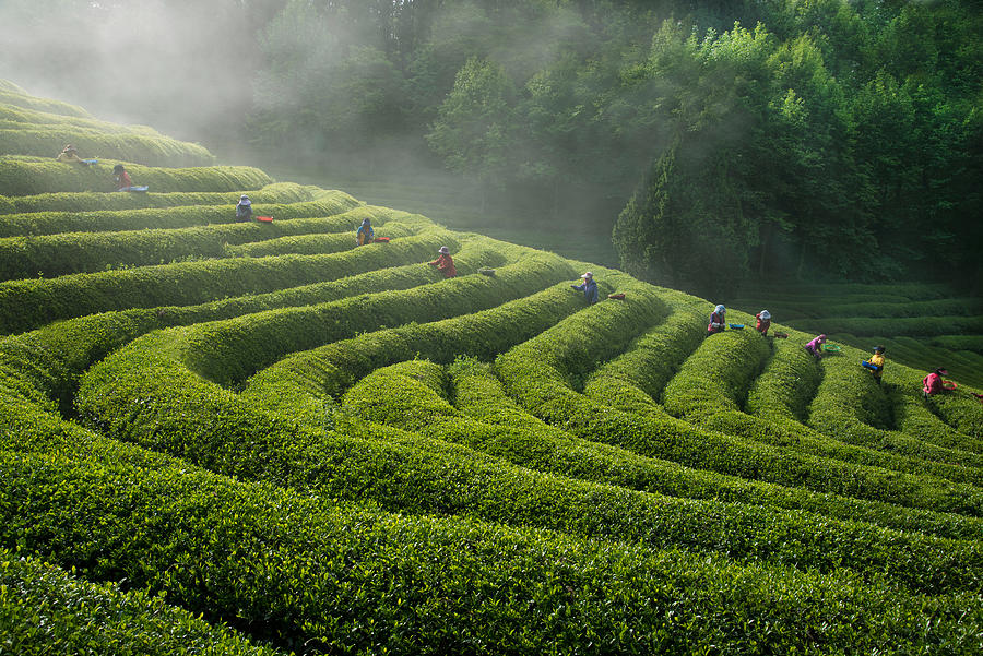 Tea Photograph - Green Tea Farm by Bongok Namkoong