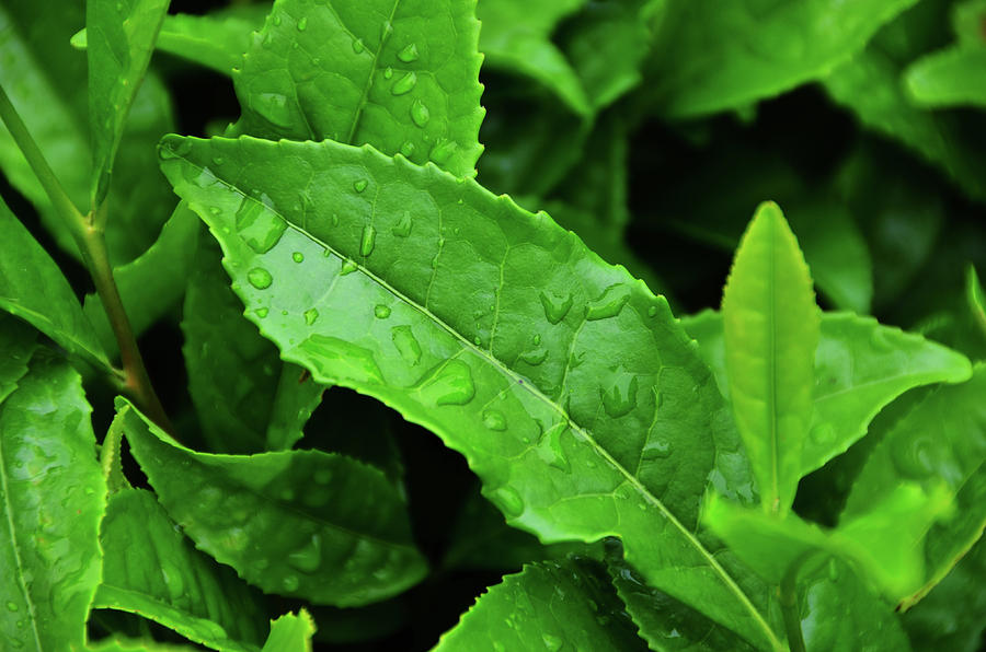 Green Tea Leaves Photograph by Brian Kennedy