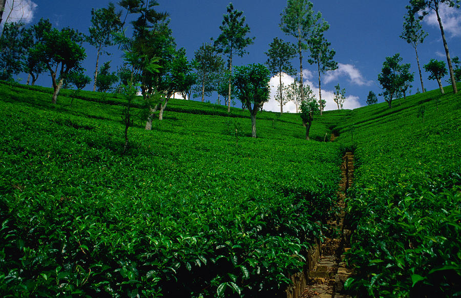 Green Tea Plantation Photograph by Dallas Stribley