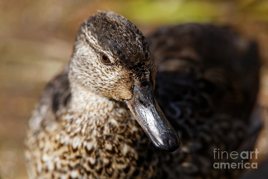 Green Teal Duck by Sue Harper Green Teal Duck by Sue Harper