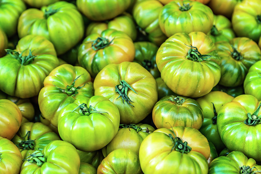 Green Tomatoes Photograph by Vivida Photo PC