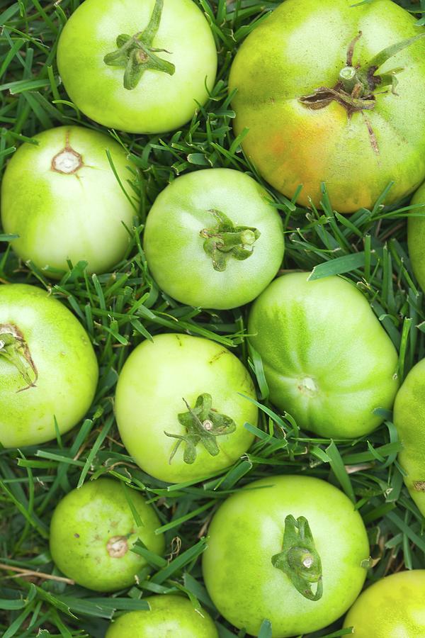 Green Tomatoes In Grass Photograph by Jennifer Martine