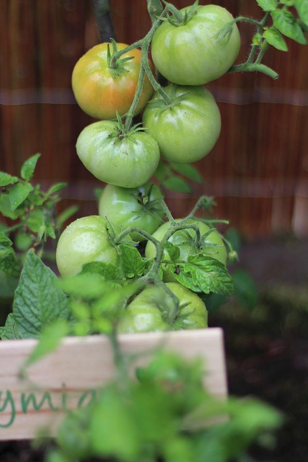 Green Tomatoes In The Garden Photograph by Sylvia E.k Photography