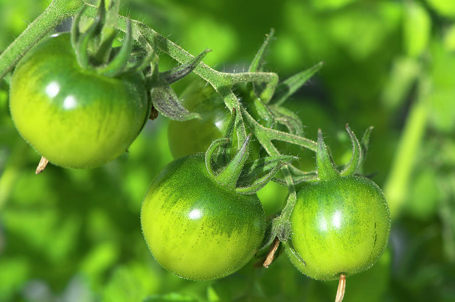 Green Tomatoes on the Vine by Sharon Talson Green Tomatoes on the Vine by Sharon Talson