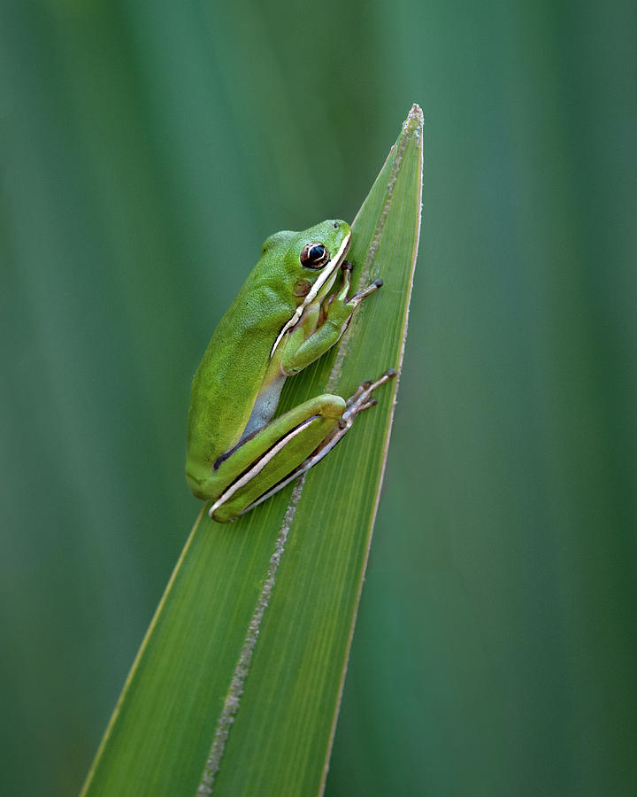 Nature Photograph - Green Tree Frog - Camouflage by Mitch Spence