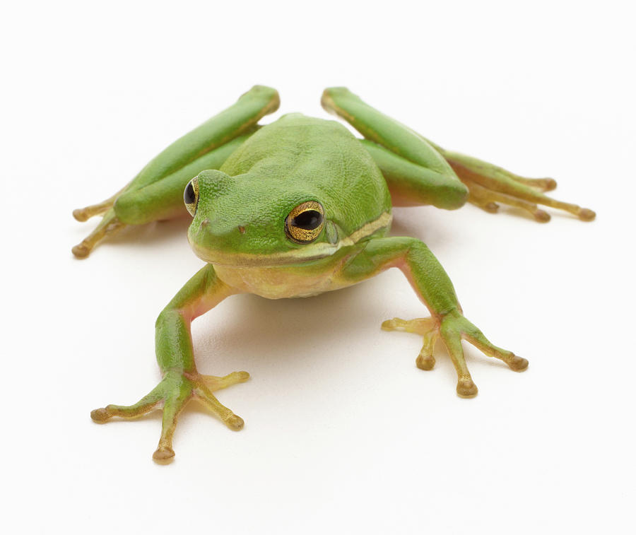 Green Tree Frog Photograph by Don Farrall