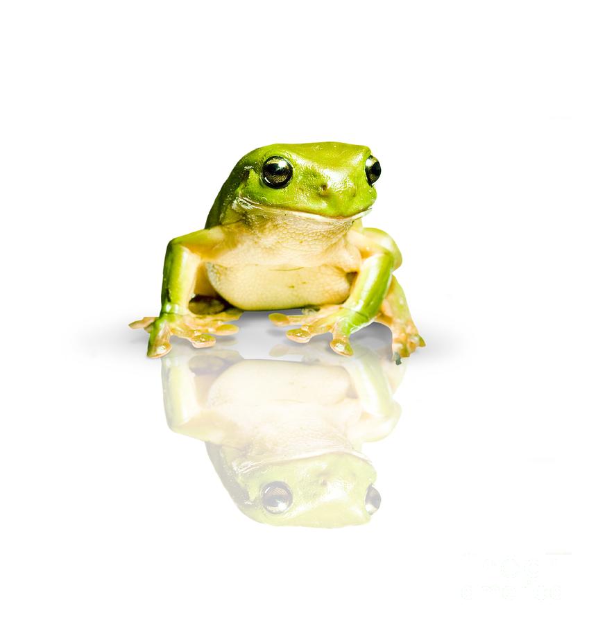 Green Tree Frog Photograph by Jorgo Photography