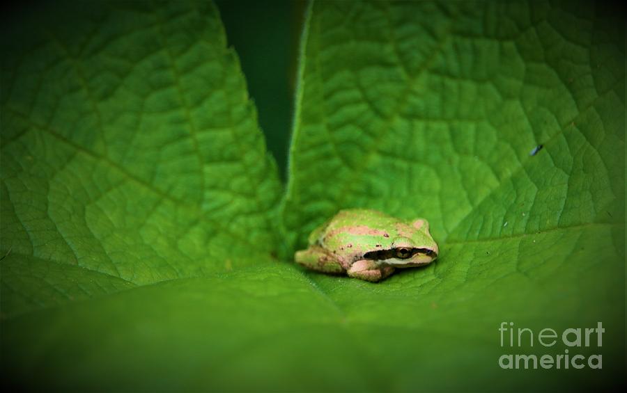 Green Tree Frog Digital Art by Nick Gustafson