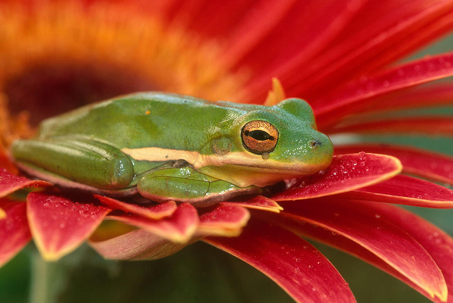 Green Tree Frog Resting Photograph by Michael Lustbader