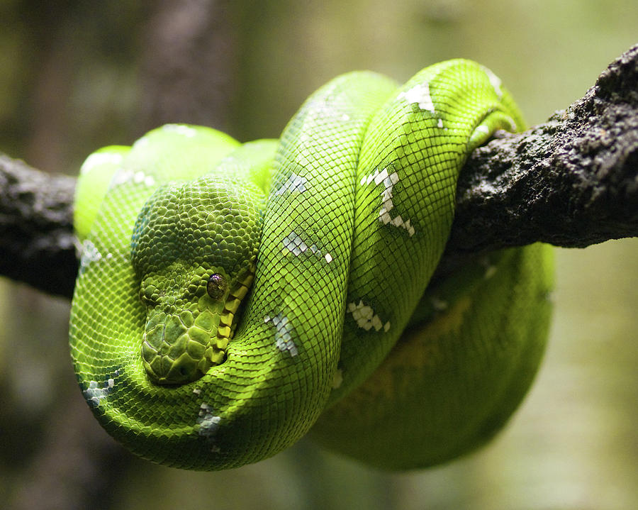 Snake Photograph - Green Tree Python by Andy Wanderlust
